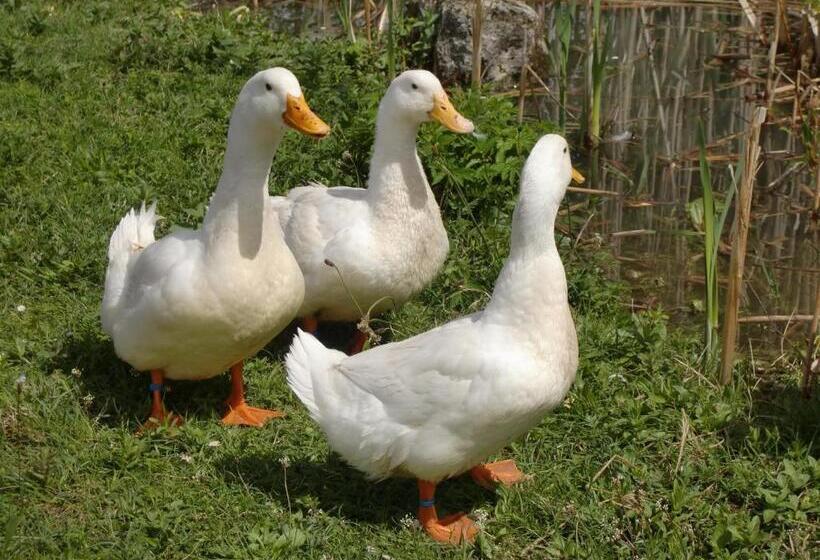 Hotel Berghof Thurnergut