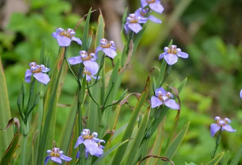 ペンション Pousada Encanto Da Bocaina   Serra Da Bocaina