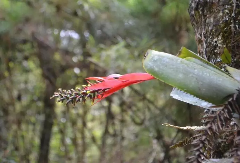 ペンション Pousada Encanto Da Bocaina   Serra Da Bocaina