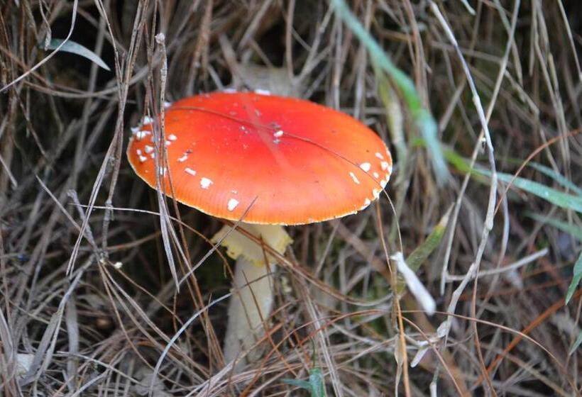 פנסיון Pousada Encanto Da Bocaina   Serra Da Bocaina
