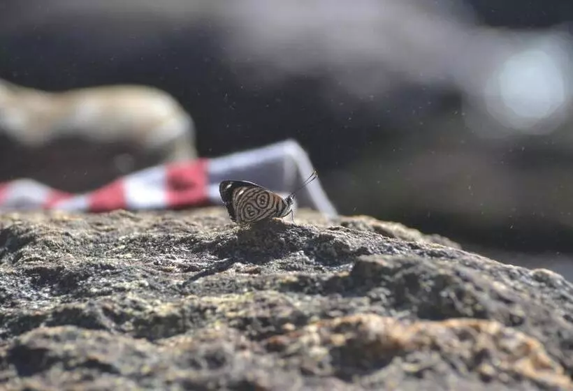 ペンション Pousada Encanto Da Bocaina   Serra Da Bocaina