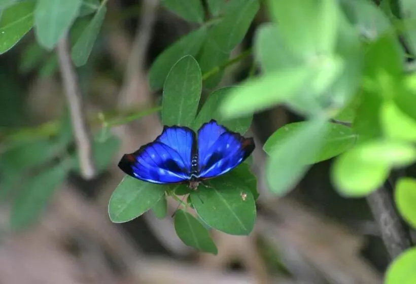 ペンション Pousada Encanto Da Bocaina   Serra Da Bocaina