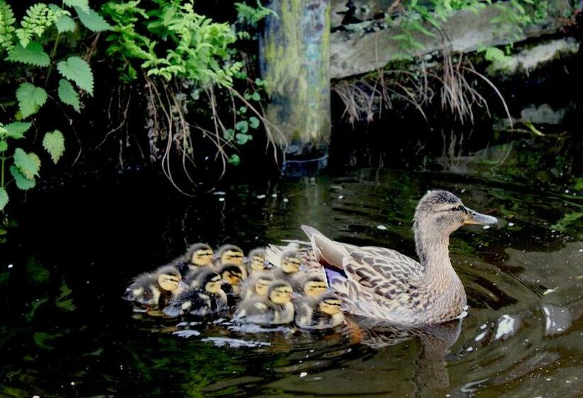 Bed and Breakfast De Galeriet Giethoorn