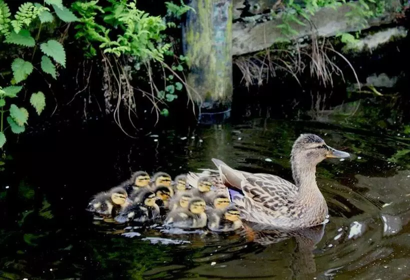 ベッドアンドブレックファースト De Galeriet Giethoorn