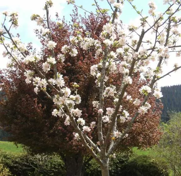 ペンション Appartement De Vacances Niederer