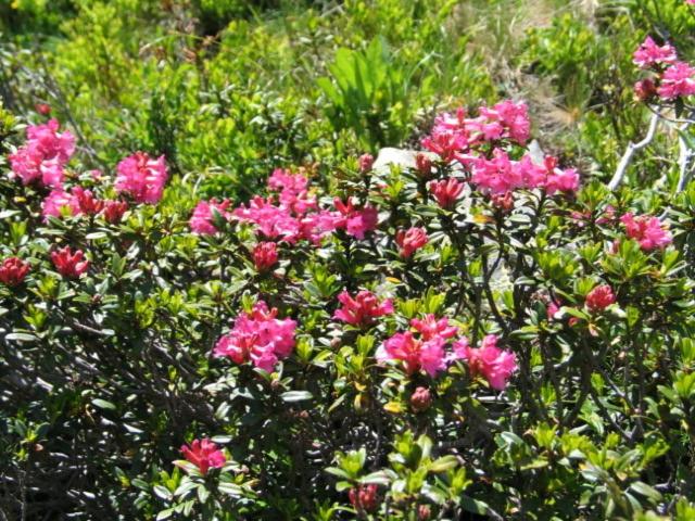 بنسيون Villa Ilse