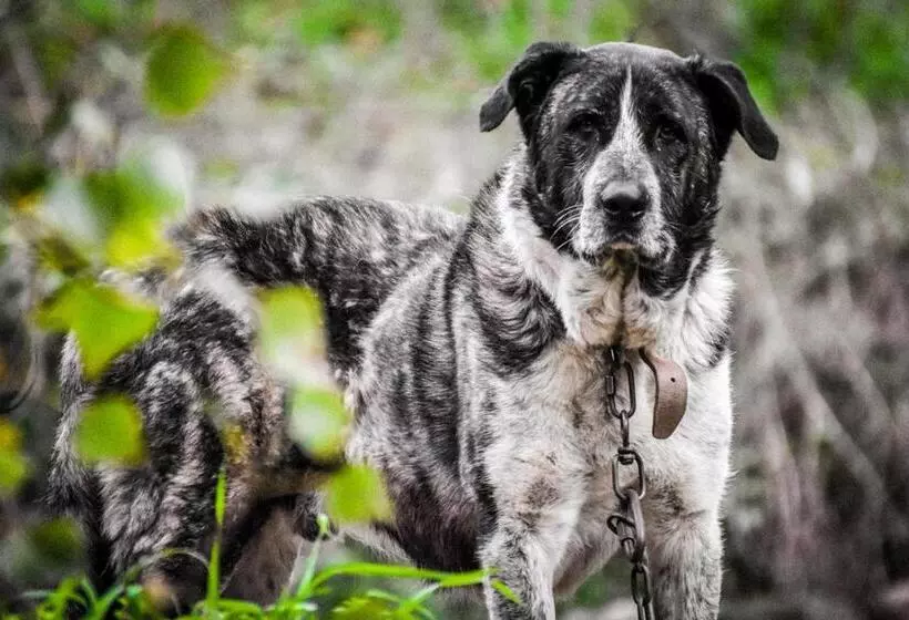 ペンション Quinta Das Quintas & Spa