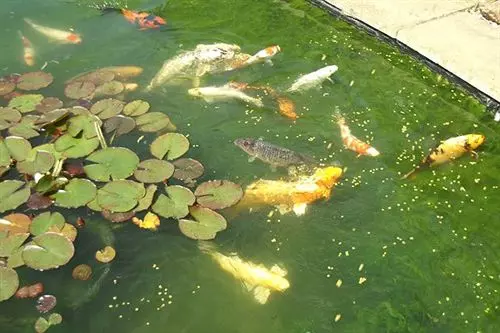 مبيت وإفطار Grimston House