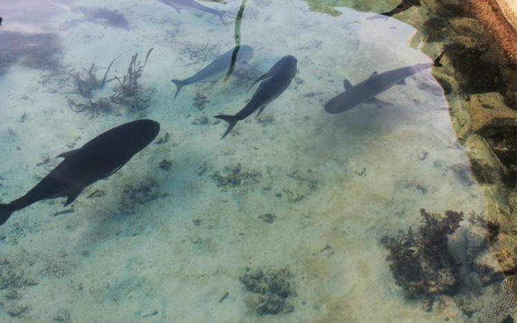 بنسيون Royal Mermaid