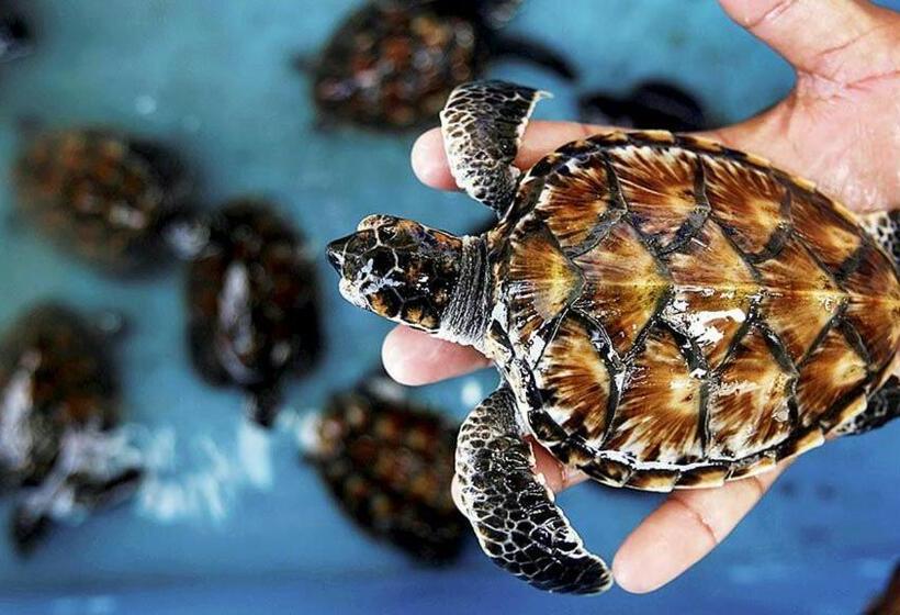 بنسيون Royal Mermaid