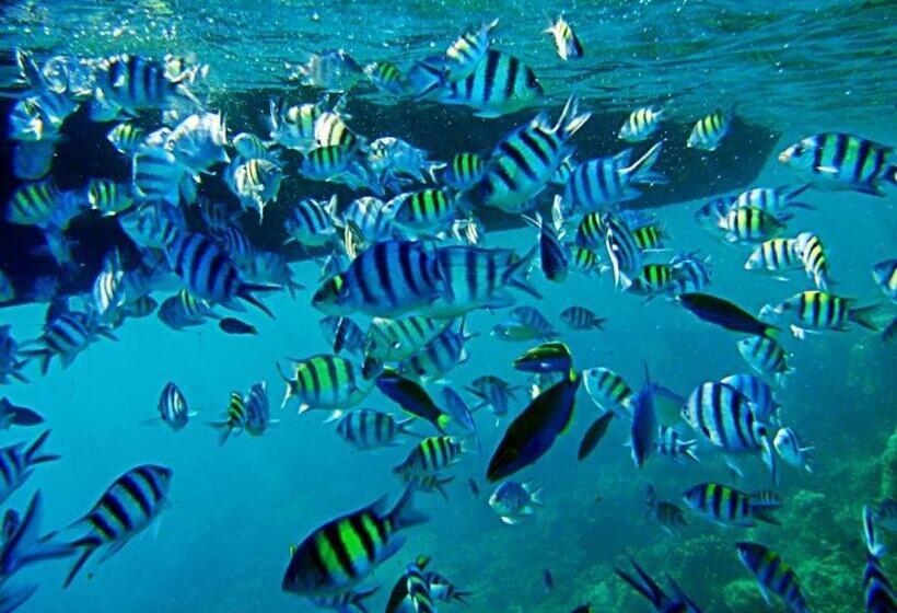 بنسيون Royal Mermaid