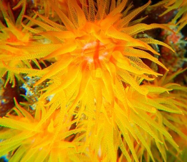 بنسيون Royal Mermaid