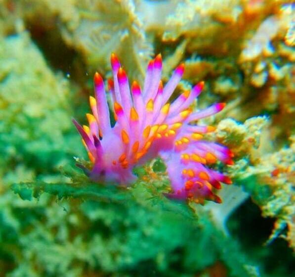 بنسيون Royal Mermaid