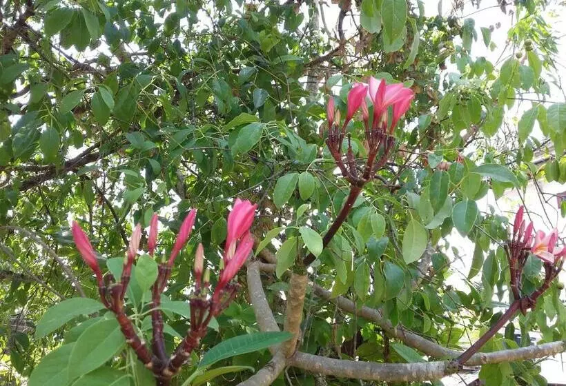 ペンション Sujatha Villa Paradise