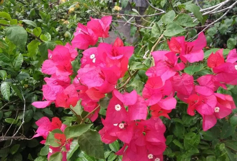 ペンション Sujatha Villa Paradise