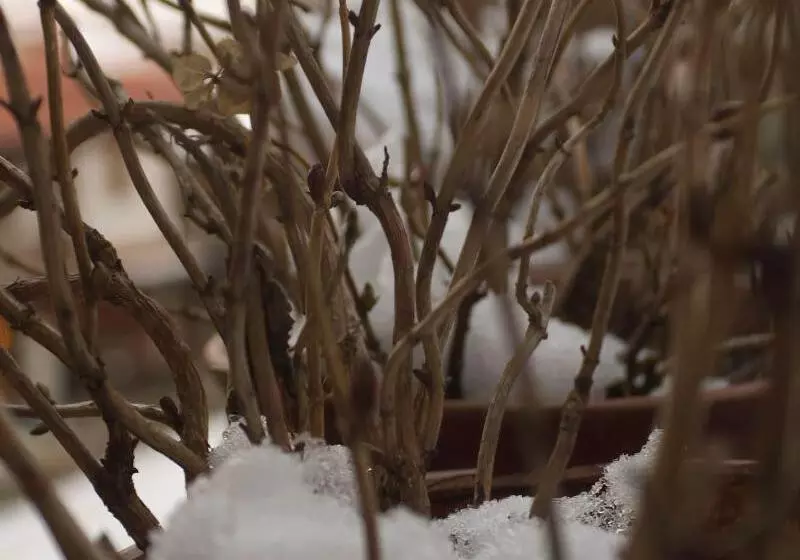 Hotel Asteri Metsovou