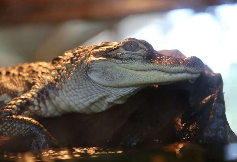 Fairfield Inn & Suites By Marriott Mobile Daphne/eastern Shore