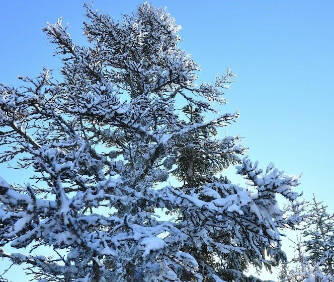 Ladonia Hotels Fahri Uludağ