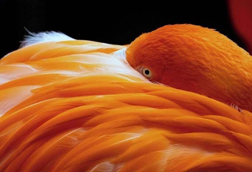 فندق Holiday Inn Garland, An Ihg