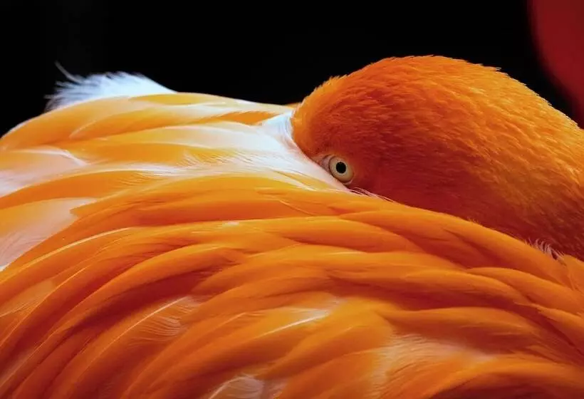 فندق Holiday Inn Garland, An Ihg