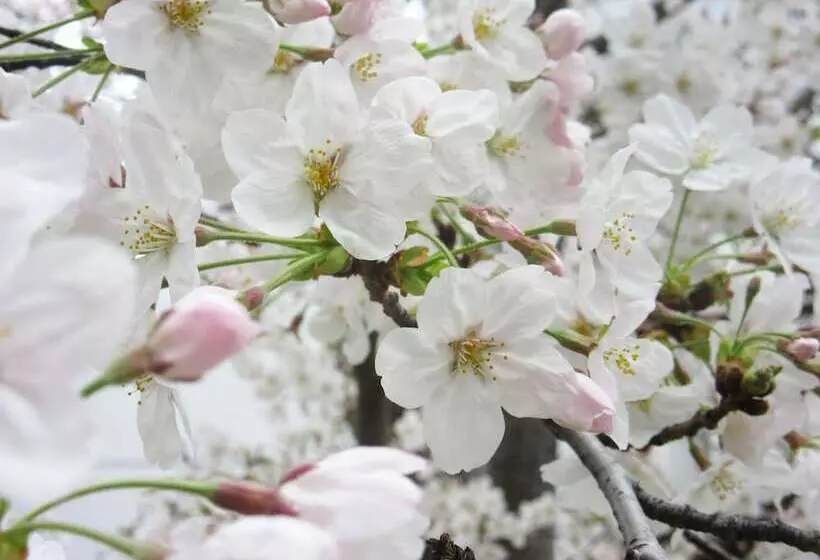 Miyako Hotel Amagasaki