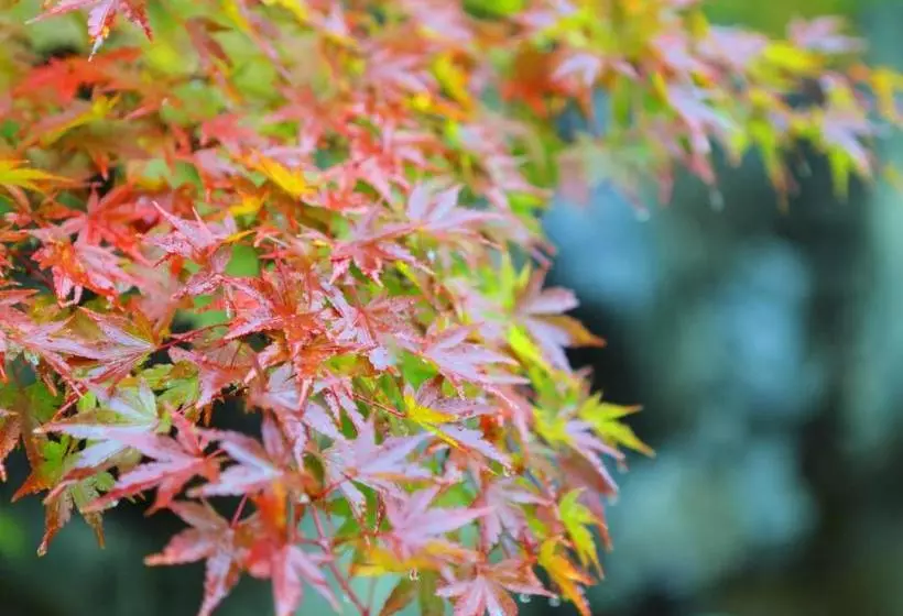 酒店 Yamashiro Onsen Midori No Yado Bansyoukaku