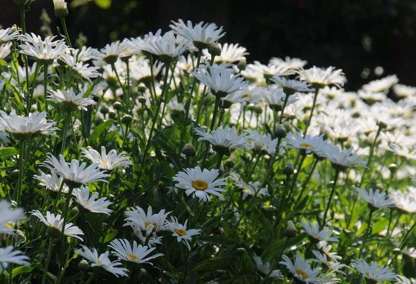 Suites Santo Domingo