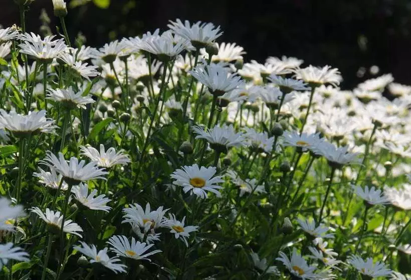 Suites Santo Domingo