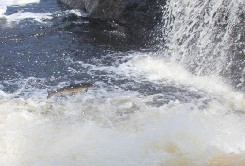 בית מלון כפרי Holiday Inn Express Deer Lake, An Ihg