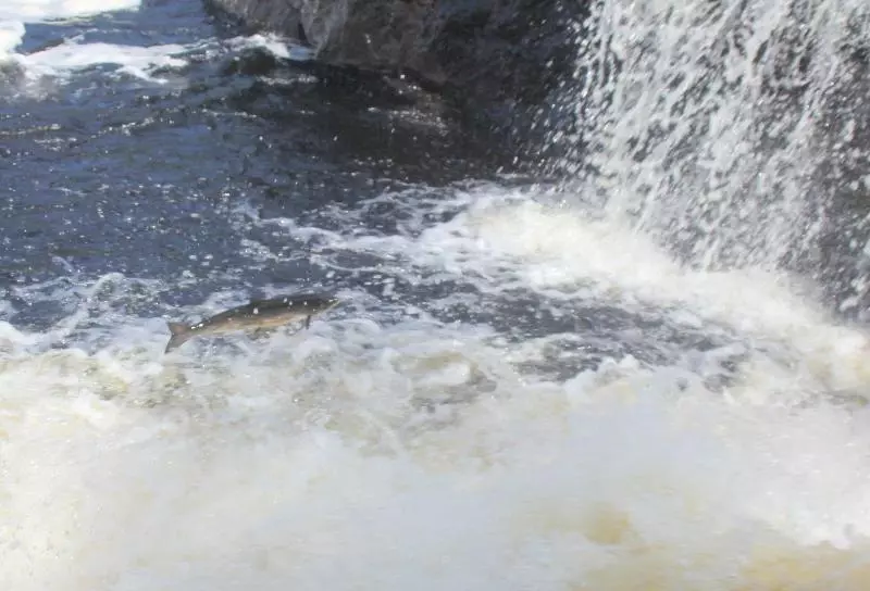 酒店 Holiday Inn Express Deer Lake, An Ihg