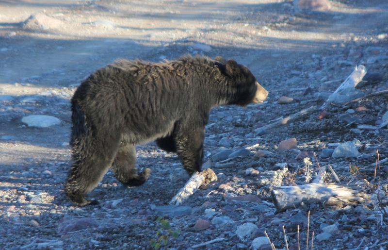 בית מלון כפרי Holiday Inn Express Deer Lake, An Ihg