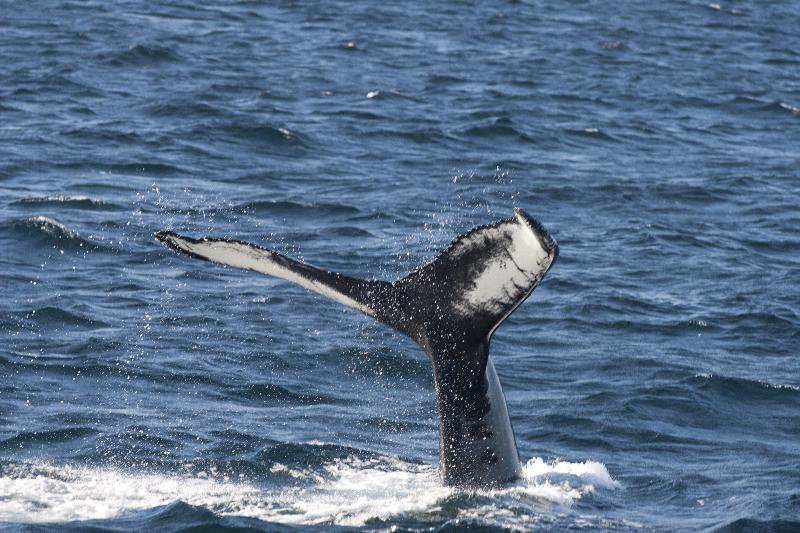 בית מלון כפרי Holiday Inn Express Deer Lake, An Ihg