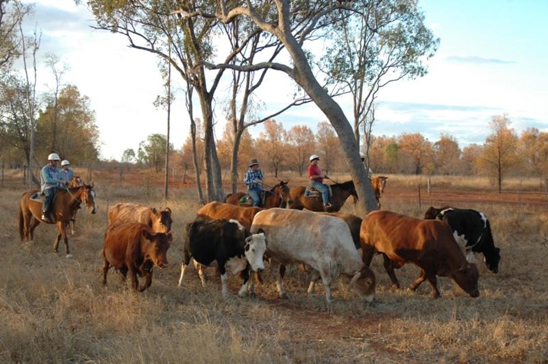 בית מלון כפרי Myella Farm Stay