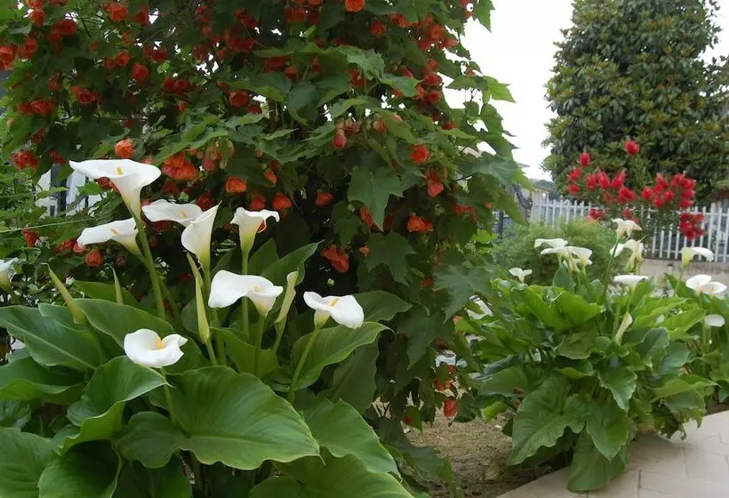 تختخواب و صبحانه Affittacamere La Tartaruga