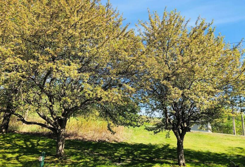 בית מלון כפרי Best Western West Lebanon Hanover