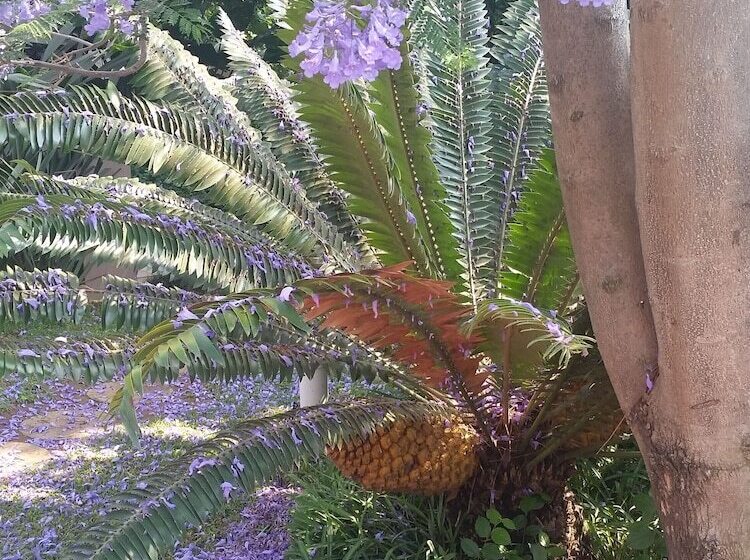 Herberg Constantia Manor Guest House