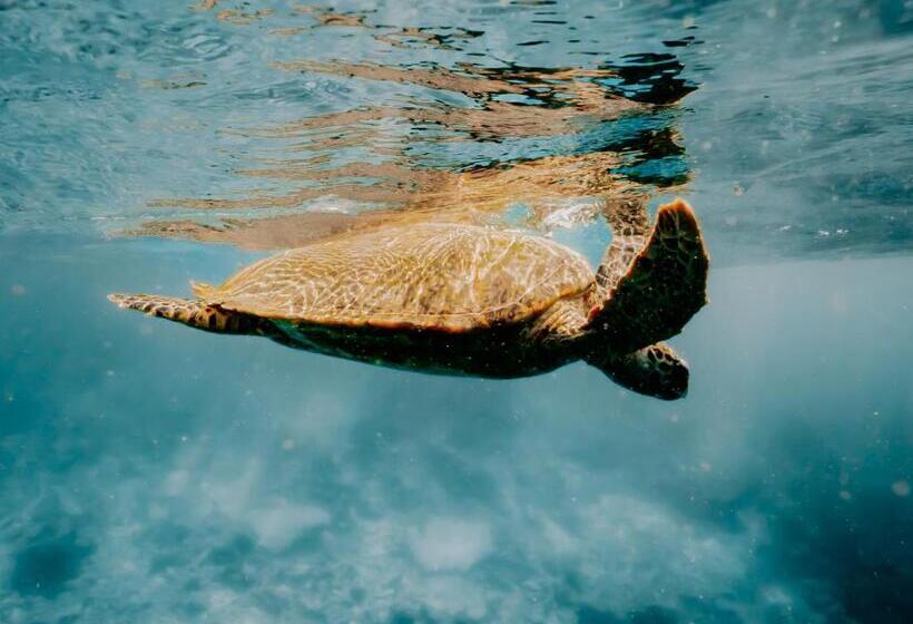 هتل Reethi Beach Resort