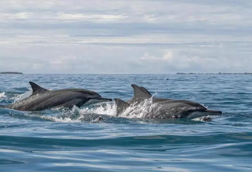 هتل Reethi Beach Resort
