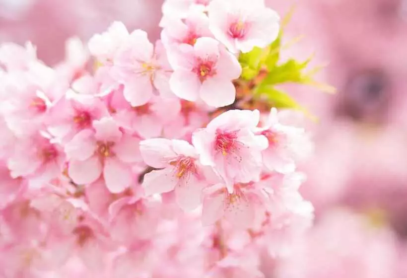 Apa Hotel Asakusa Kuramae