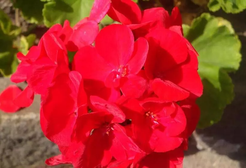 Мотель Maple Leaf Inn Lake Placid