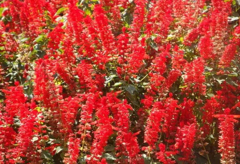 Мотель Maple Leaf Inn Lake Placid