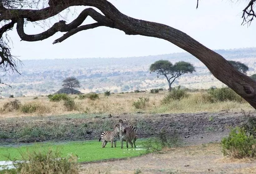 هتل Serengeti Migration Camp