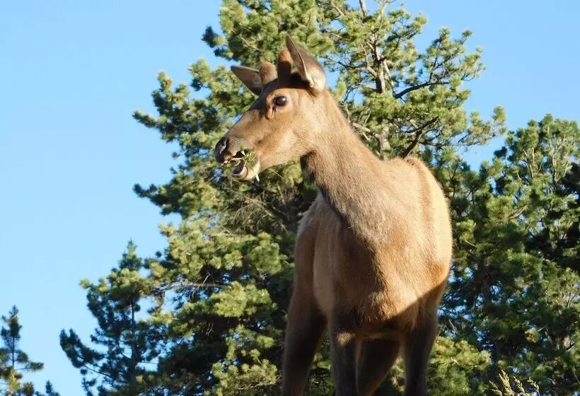 Hotelli Complejo Coyote Mountain Lodge    