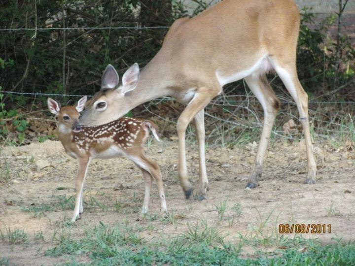 Отель Hempstead Country Inn & Suites