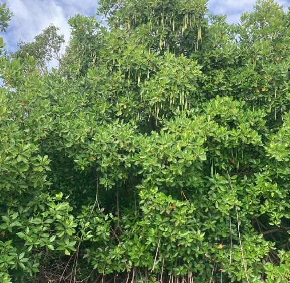 פנסיון Plastic Bottle House   Dune Towers