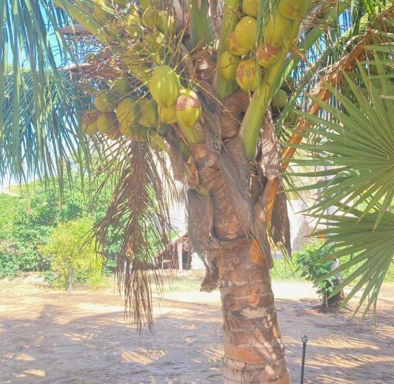 פנסיון Plastic Bottle House   Dune Towers