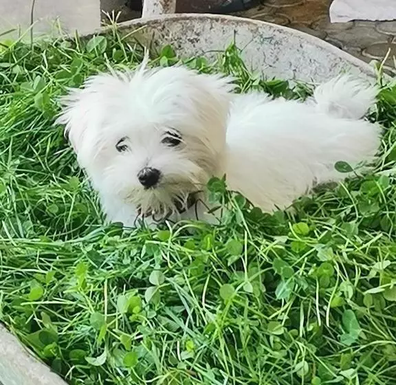 Aamiaismajoitus (B&B) Dridif 135