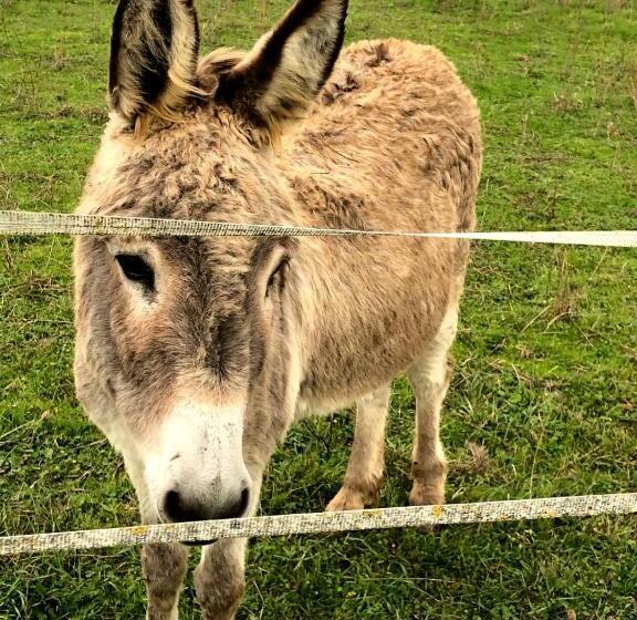 Bed and Breakfast Lagalerne