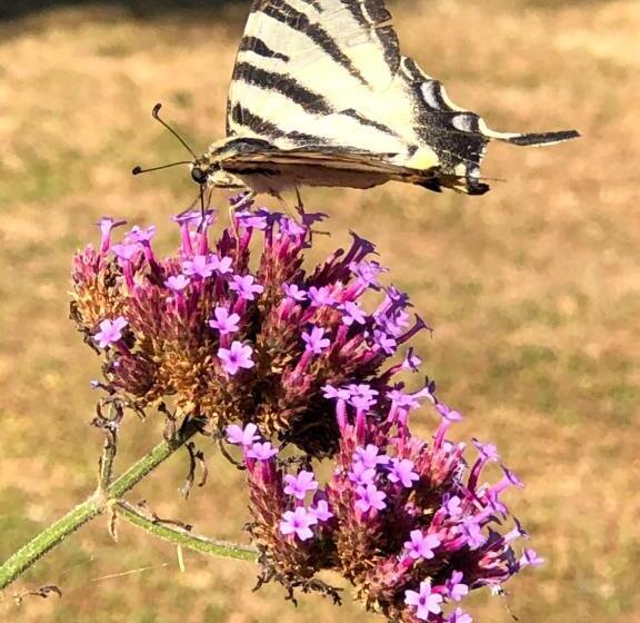 Bed and Breakfast Lagalerne