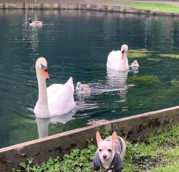 ペンション Beddington Park Lodge West